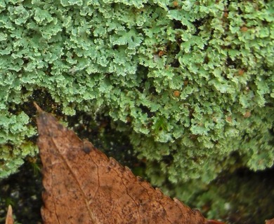 Cladonia caespiticia