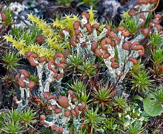 Cladonia cariosa