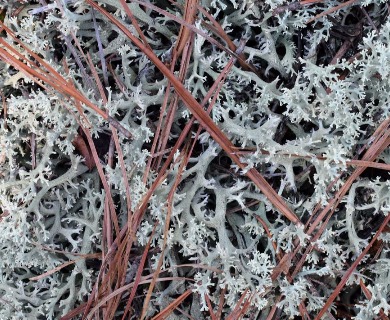 Cladonia caroliniana