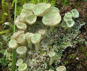 Cladonia chlorophaea