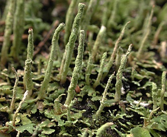 Cladonia coniocraea