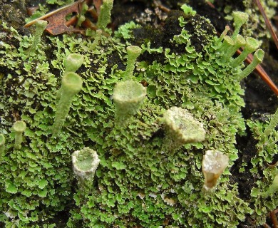 Cladonia cryptochlorophaea