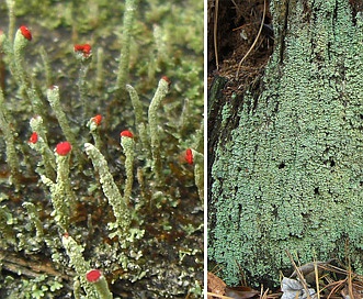 Cladonia didyma