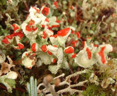 Cladonia digitata