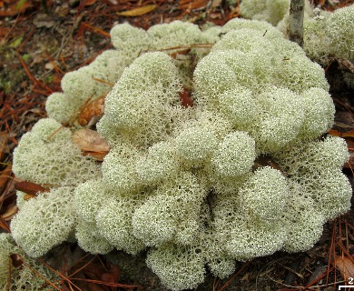 Cladonia evansii