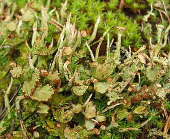 Cladonia gracilis