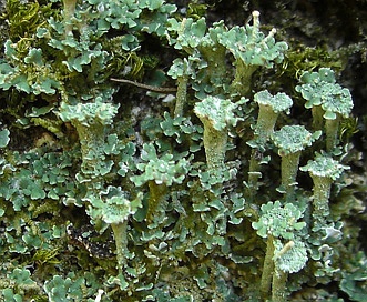 Cladonia grayi