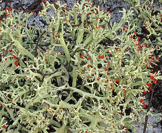 Cladonia leporina