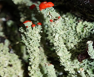 Cladonia macilenta