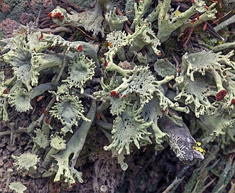 Cladonia multiformis