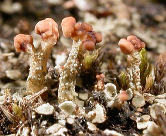 Cladonia peziziformis