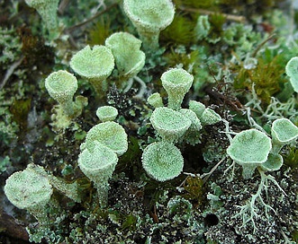 Cladonia pleurota