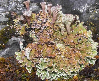 Cladonia pocillum