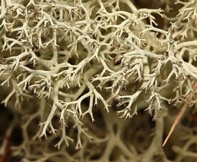 Cladonia portentosa