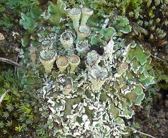 Cladonia pyxidata