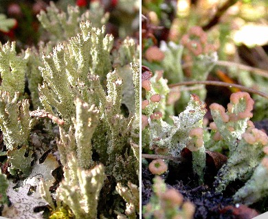 Cladonia ramulosa