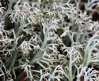 Cladonia rangiferina