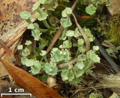 Cladonia rappii