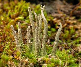 Cladonia rei