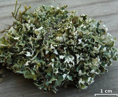 Cladonia robbinsii