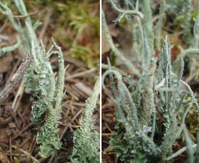 Cladonia scabriuscula