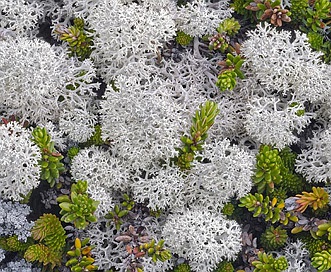 Cladonia stellaris