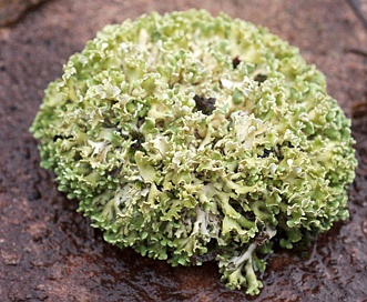 Cladonia strepsilis