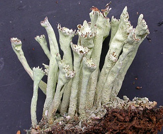 Cladonia sulphurina