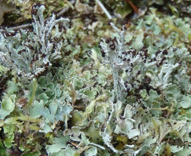 Cladonia symphycarpa