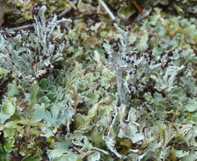 Cladonia symphycarpia