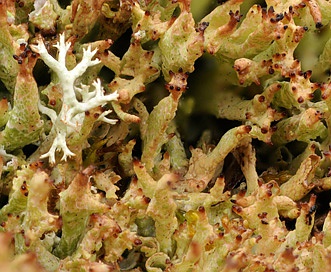 Cladonia turgida