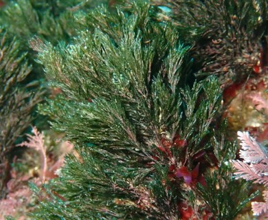 Cladophora rupestris