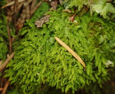 Claopodium whippleanum