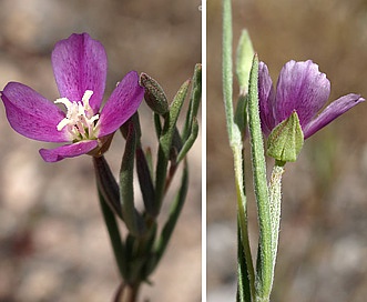 Clarkia affinis