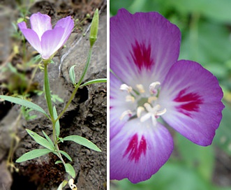 Clarkia amoena