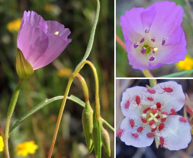 Clarkia arcuata