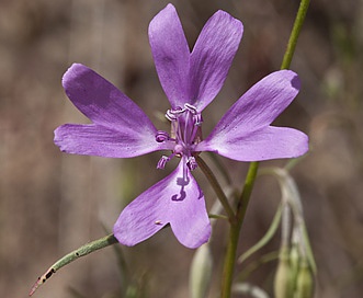 Clarkia biloba