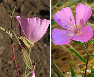 Clarkia bottae