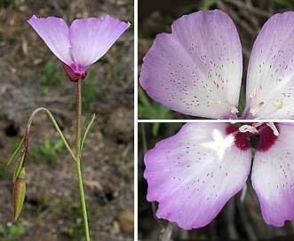 Clarkia cylindrica