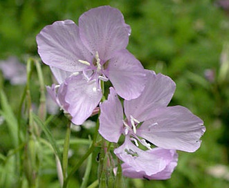 Clarkia dudleyana