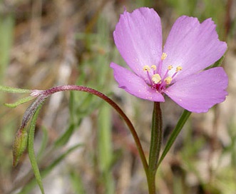 Clarkia gracilis