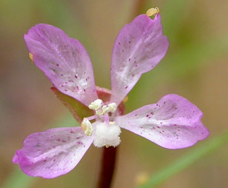 Clarkia modesta