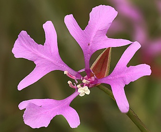 Clarkia pulchella