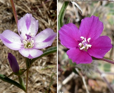 Clarkia purpurea