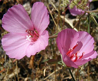 Clarkia rubicunda