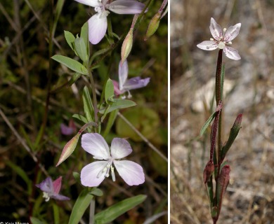 Clarkia similis