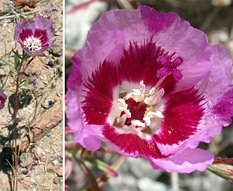 Clarkia speciosa