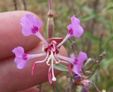 Clarkia tembloriensis