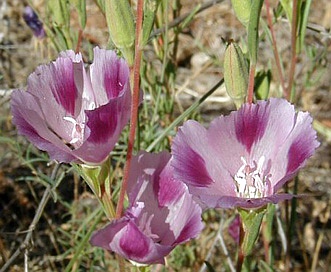 Clarkia williamsonii