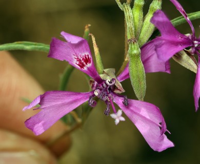 Clarkia xantiana